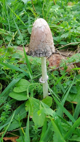 Shaggy Mane