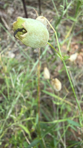 bladder campion