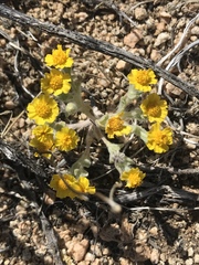 Eriophyllum wallacei