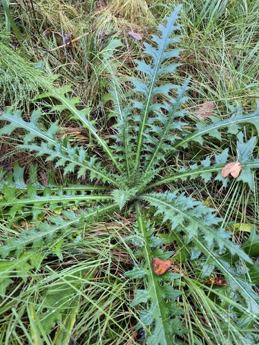 Marsh Thistle