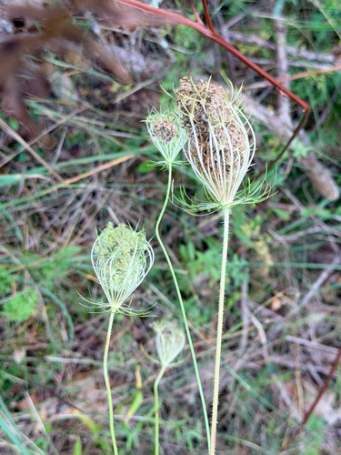 wild carrot