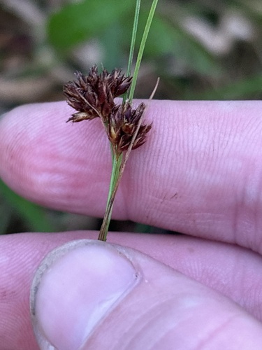 brownish beaked-rush