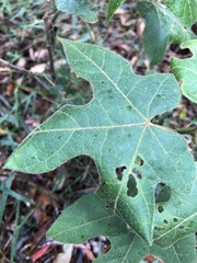 Brachychiton bidwillii