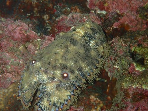 Parribacus antarcticus observed 2026-09-14