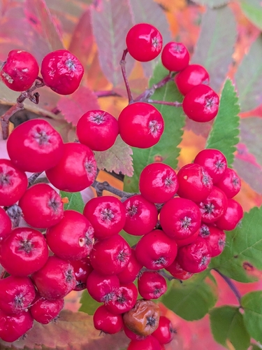 European mountain ash