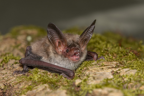 Bechstein's bat, photo 2 of 9