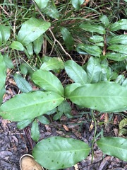 Eupomatia laurina