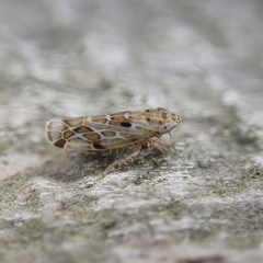 Deltocephalini
