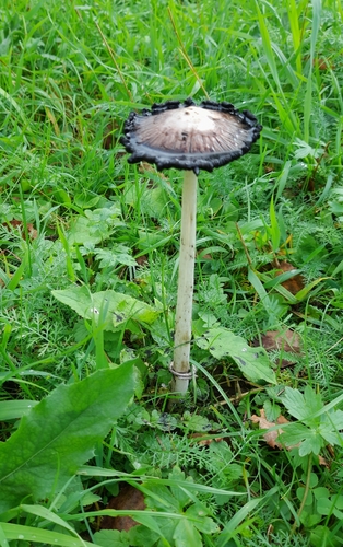 Shaggy Mane