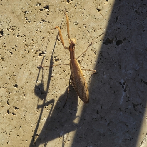 European Mantis