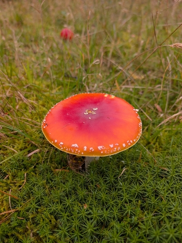 Fly Agaric