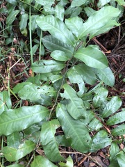 Eupomatia laurina