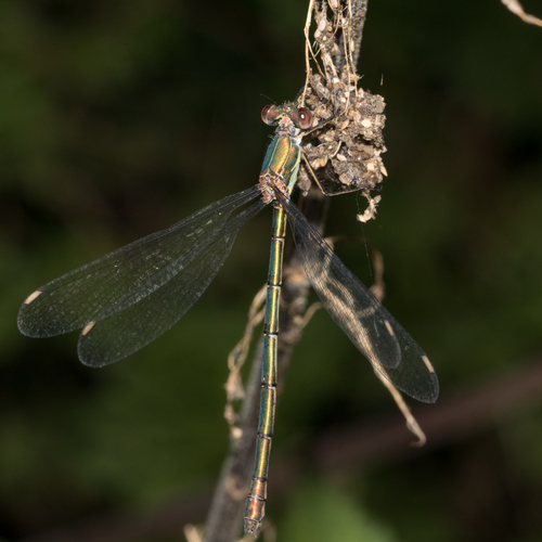 Western Willow Spreadwing