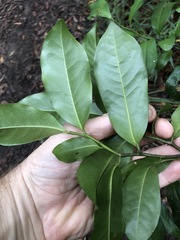 Eupomatia laurina