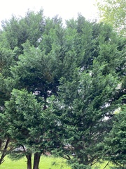 Cupressus × leylandii