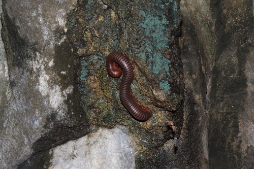 Anurostreptus sculptus