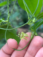 Passiflora pallida, photograph author not stated, no rights reserved
