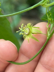 Passiflora pallida, photograph author not stated, no rights reserved