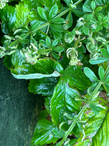 Galium gall mite