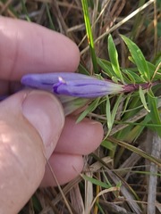 Gentiana affinis
