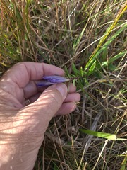 author not stated, no rights reserved Gentiana affinis, photograph author not stated, no rights reserved