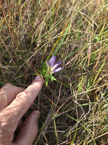 Gentiana affinis, photograph 2