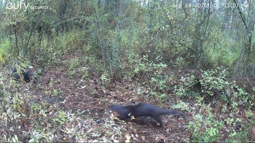 North American River Otter