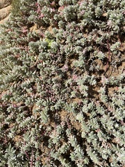 Chenolea diffusa, photograph (c) Cricket Raspet, some rights reserved (CC BY)