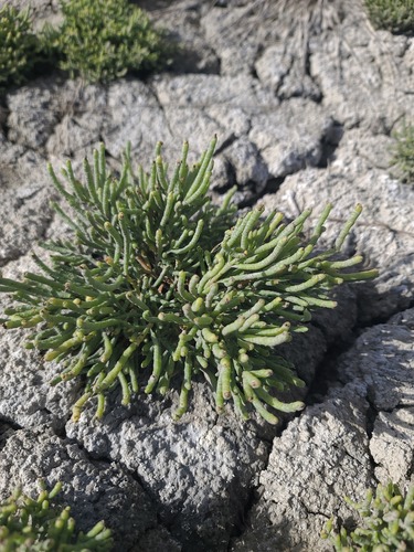 Salicornia rubra, photograph 3