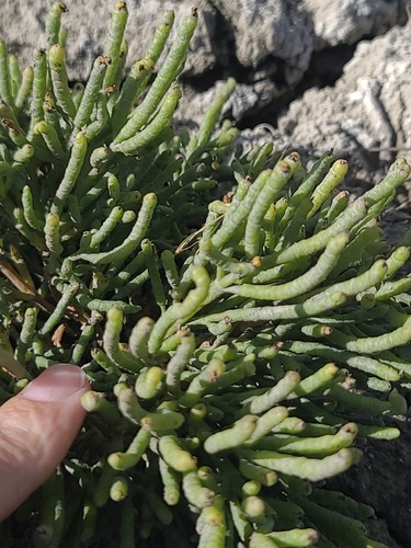 Salicornia rubra, photograph 4