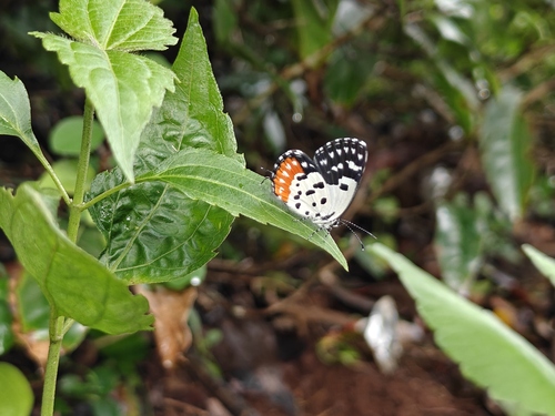 Red Pierrot
