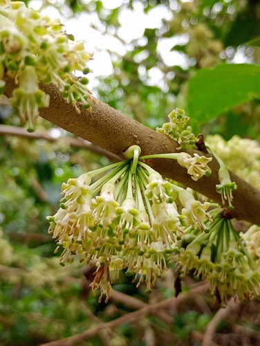 Iochroma arborescens, photograph 3