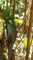 Sceloporus smaragdinus