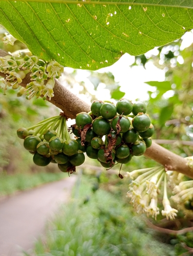 Iochroma arborescens, photograph 4