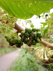 Iochroma arborescens, photograph author not stated, no rights reserved