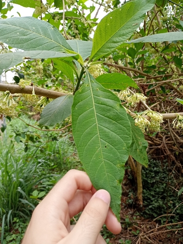 Iochroma arborescens, photograph 5