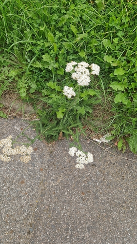 common yarrow