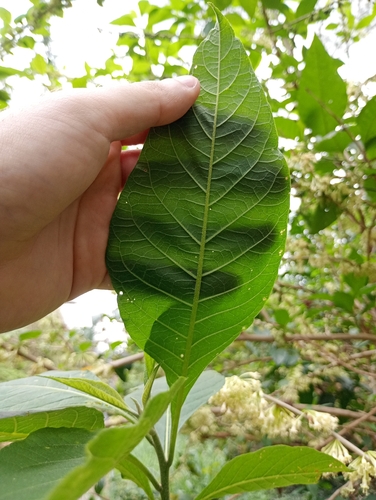 Iochroma arborescens, photograph 6