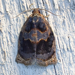 Archips infumatana