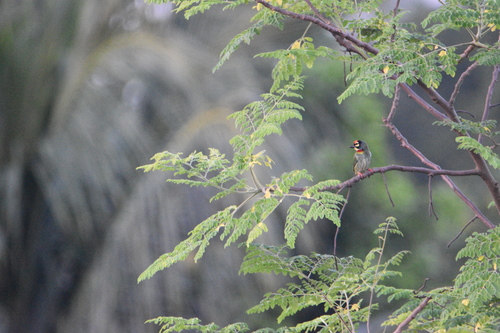 Coppersmith Barbet