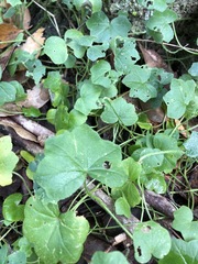 Hydrocotyle acutiloba