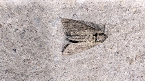 Catalpa Sphinx