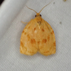 Archips rileyana