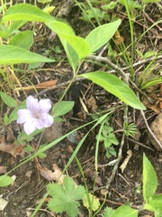 Ruellia purshiana