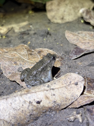 Occidozyga martensii observed 2026-09-14
