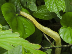 Vaginulus taunaisii