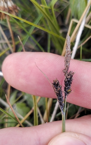 Carex nigra, 2026-09-14