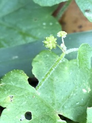 Hydrocotyle acutiloba