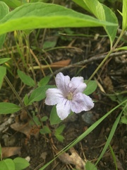 Ruellia purshiana