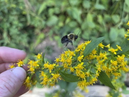 Common Eastern Bumble Bee